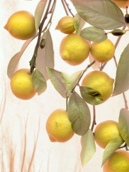 Lemons - 1