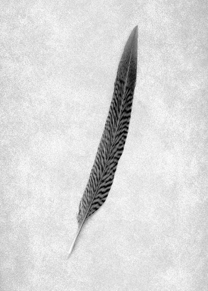 Feathers - 4