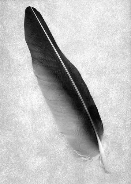 Feathers - 7