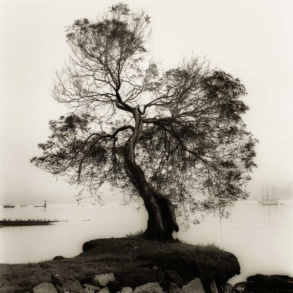 Coast Oak Tree