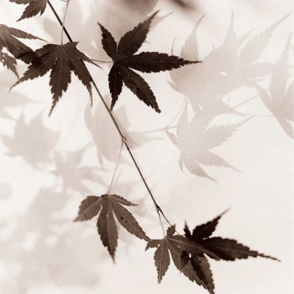 Blaustein, Alan 아티스트의 Japanese Maple Leaves No. 1작품입니다.