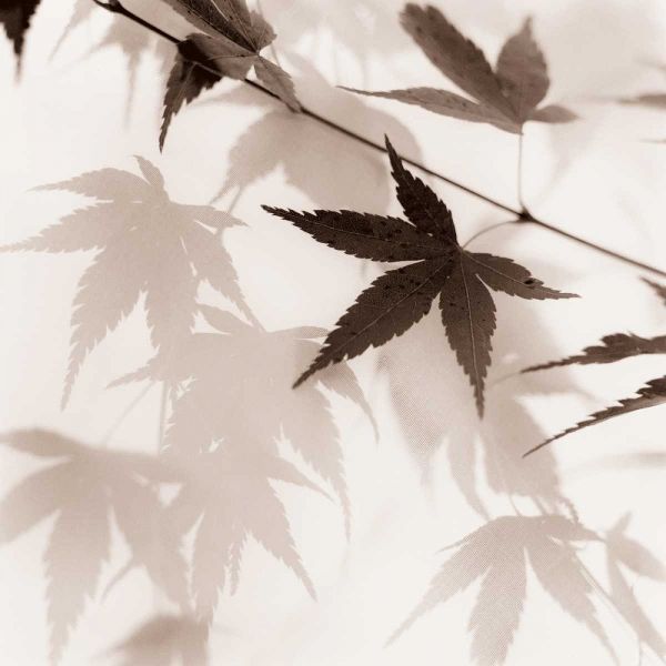 Blaustein, Alan 아티스트의 Japanese Maple Leaves No. 2작품입니다.