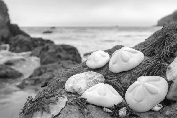 Crescent Beach Shells 4