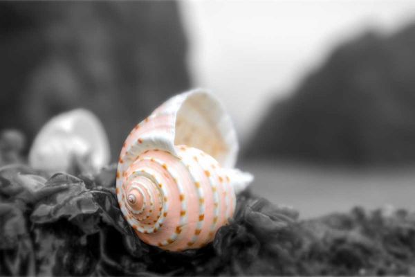 Cresent Beach Seashell #1A