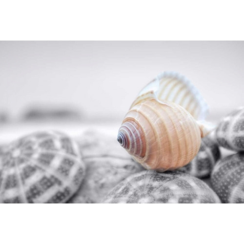 Crescent Beach Shells 15