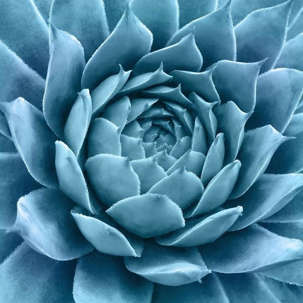 Silvery Blue Agave