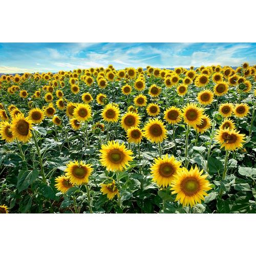 Cotona Sunflowers #1