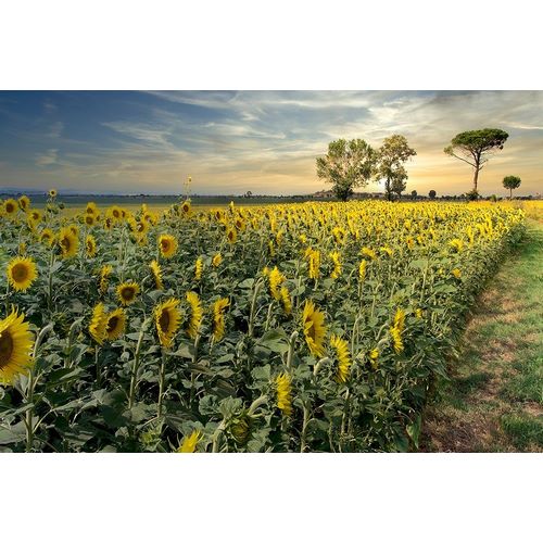 Cotona Sunflowers #3