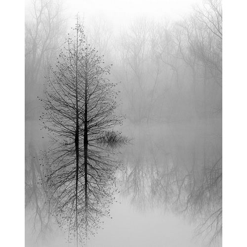 Bell, Nicholas 작가의 Lake Trees in Winter Fog 작품
