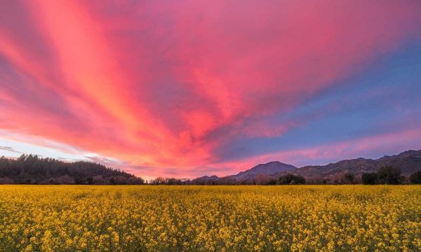 Spring Sunset Napa Valley