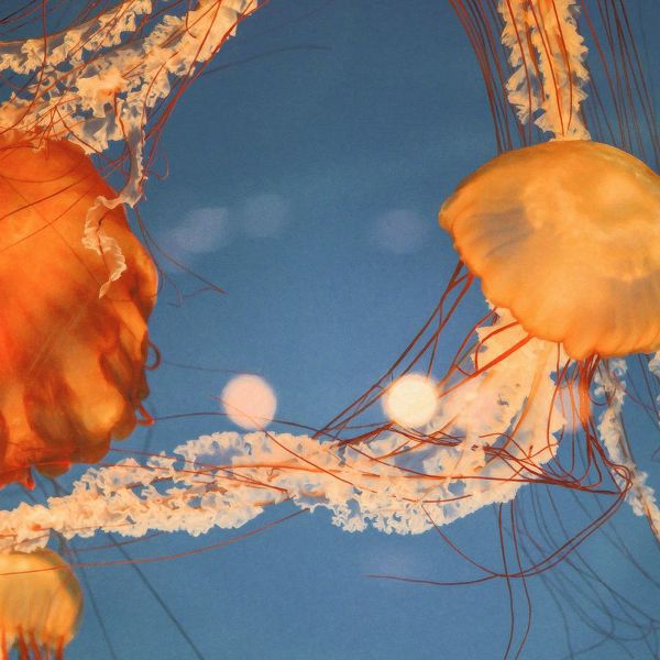Colligan, Lynann 아티스트의 Jelly Fish 1작품입니다.