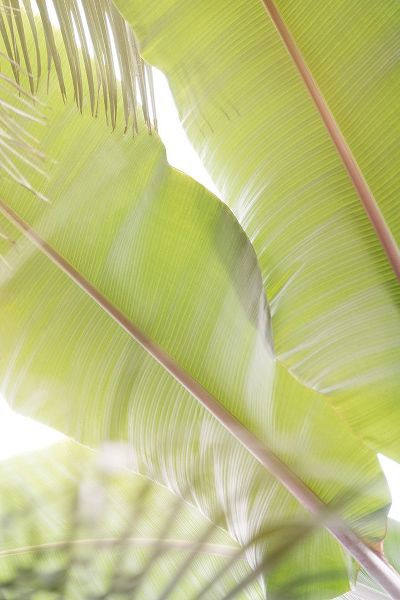 Colligan, Lynann 아티스트의 Palm Leaves No. 2작품입니다.