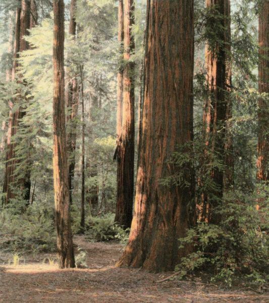 Redwoods 2