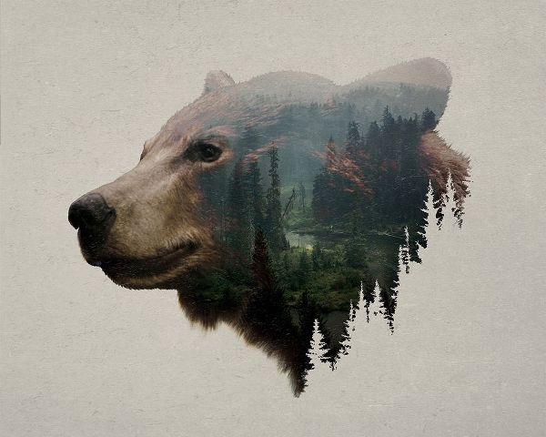 Pacific Northwest Black Bear