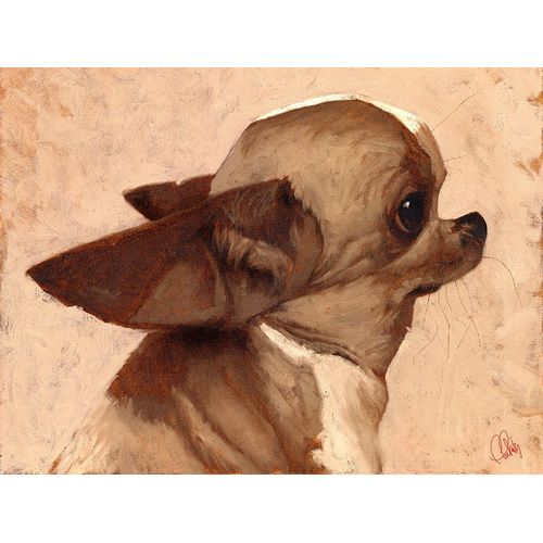 Profile-Chihuahua