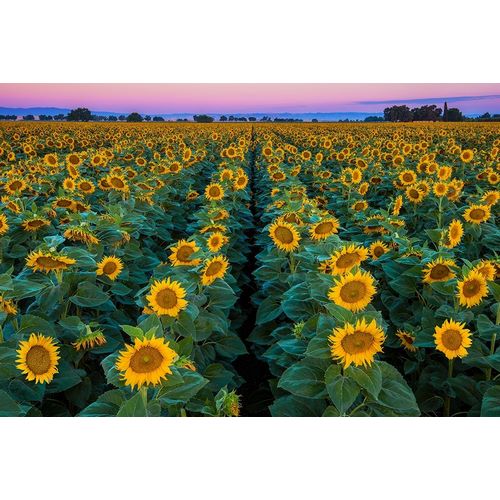 Dawn Sunflowers