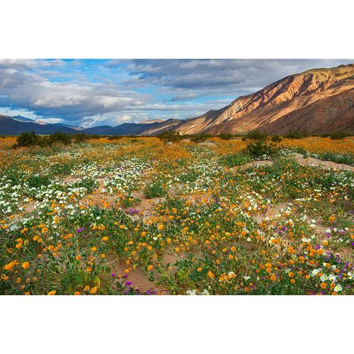 Gavrilis, John 작가의 Desert Wildflowers in Henderson Canyon 작품