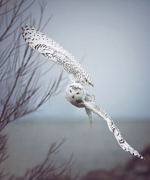 Grippo-Pike, Carrie Ann 작가의 Snowy Owl In Flight 작품