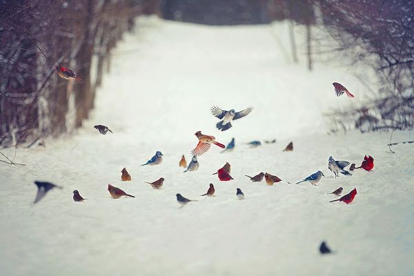 Grippo-Pike, Carrie Ann 아티스트의 Feathered Friends Birds in Snow작품입니다.