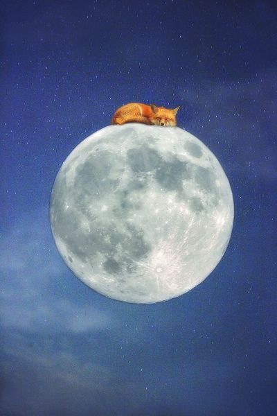 Grippo-Pike, Carrie Ann 아티스트의 Fox Sleeping on Moon작품입니다.