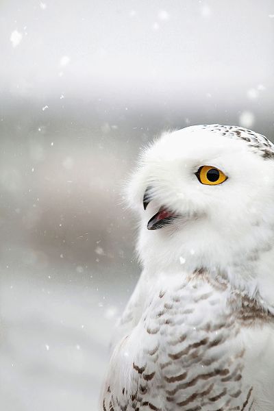 Grippo-Pike, Carrie Ann 아티스트의 Snowy Owl in the Snow작품입니다.