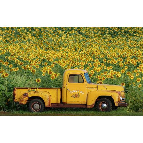 Grippo-Pike, Carrie Ann 아티스트의 Yellow Vintage Sunflower Truck작품입니다.