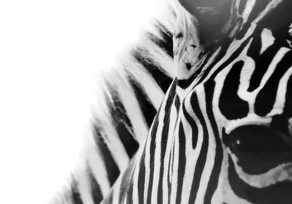 Grippo-Pike, Carrie Ann 아티스트의 Zebra Eye작품입니다.