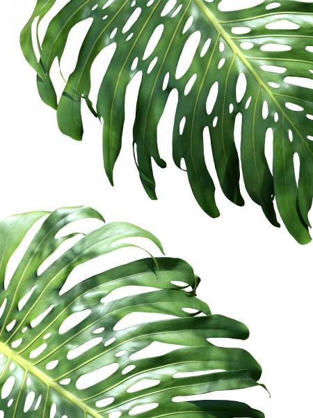 Double Philodendron - color