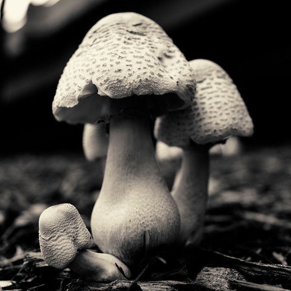 Mushroom No. 3