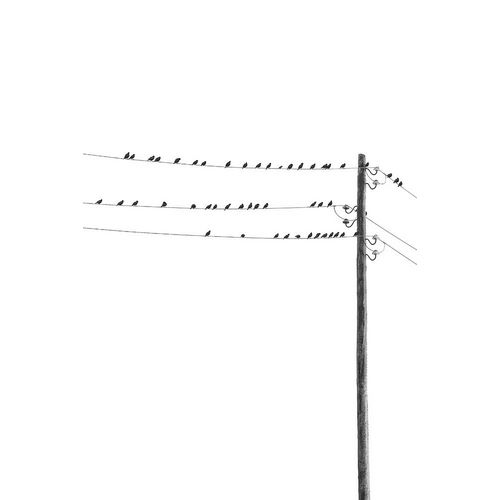 Incado 작가의 Birds on Wires 작품