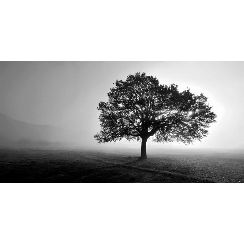Tree in Mist