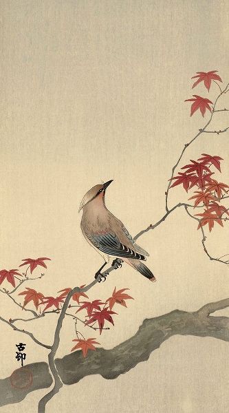 Koson, Ohara 아티스트의 Japanese Waxwing on Maple, 1900-1936작품입니다.