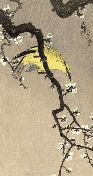 Koson, Ohara 아티스트의 Chinese Wielewaal on Plum Blossom Branch, 1900-1910작품입니다.