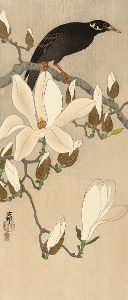 Koson, Ohara 아티스트의 Myna on Magnolia Branch, 1900-1910작품입니다.