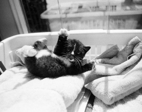 Kitten Laundry