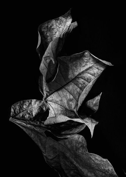 Leaf Composition, Dark