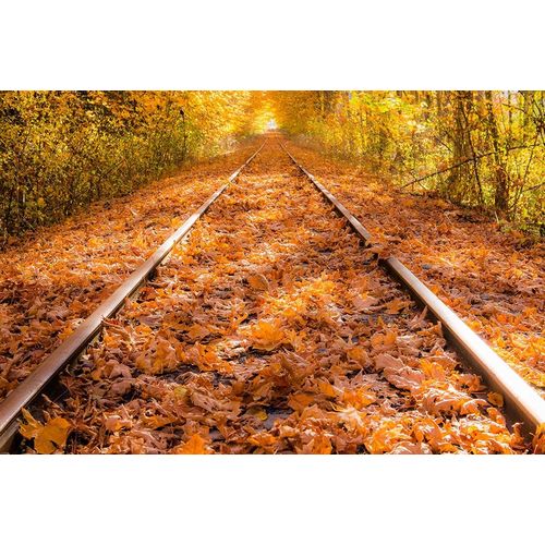 Train Tracks in The Fall