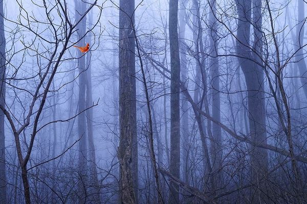 Red Cardinal in a Blue Forest