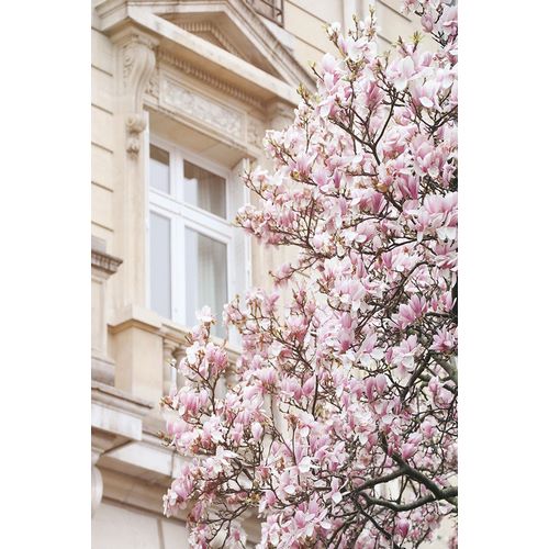 Okula, Carina 아티스트의 Pink Spring Magnolias in Paris작품입니다.