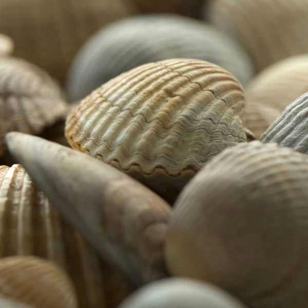 Shells 2