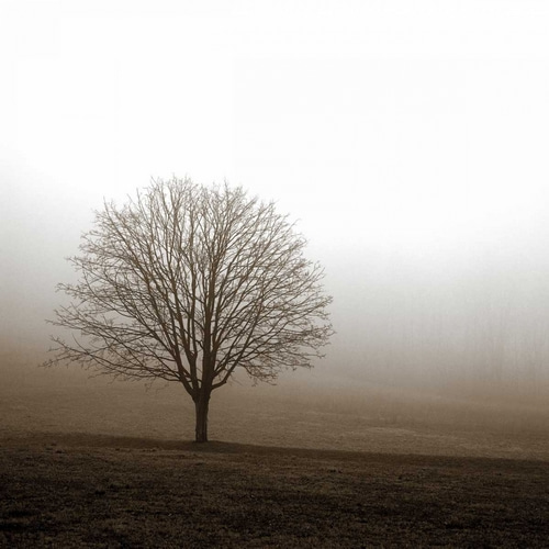 Tree in Mist 1
