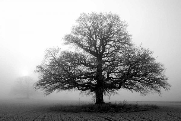 Tree in Mist 2