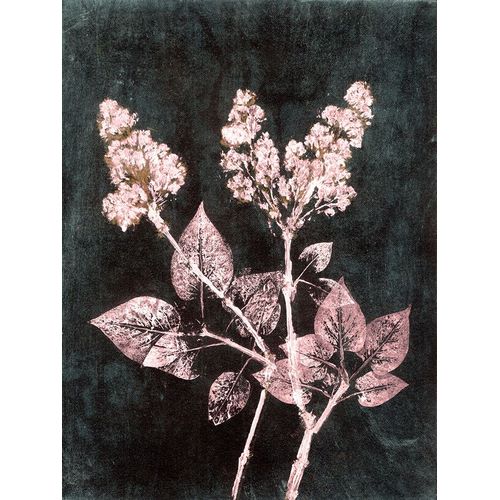Folcarelli, Pernille 아티스트의 Lilac 1 Blush Dark Green작품입니다.