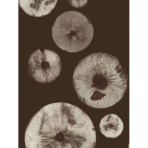 Folcarelli, Pernille 아티스트의 Mushroom 5 Dark Brown작품입니다.
