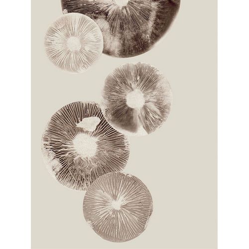 Folcarelli, Pernille 아티스트의 Mushroom 6 Light Brown작품입니다.