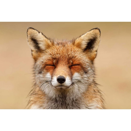 Zen Fox Red Portrait