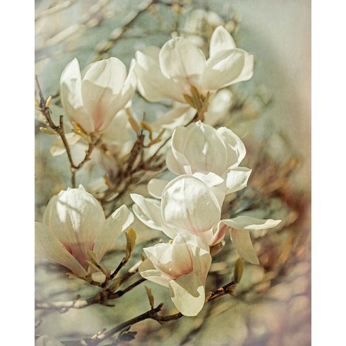 Vintage Inspired Magnolias