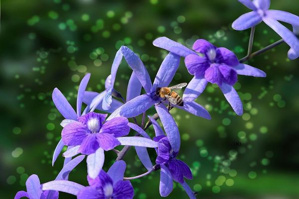 Bee and Purple Flowers