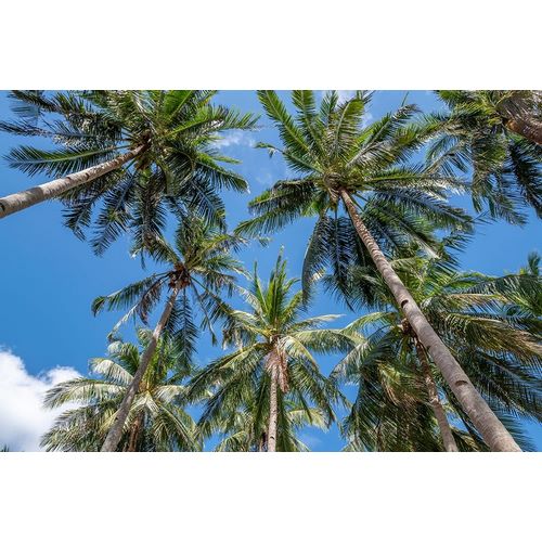 Palawan Palm Trees II