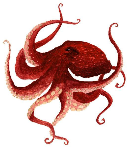Saylor, Jeannine 아티스트의 Giant Pacific Octopus - Red 작품